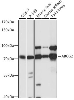 ABCG2 antibody