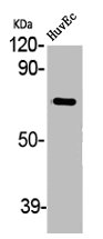 ABCG2 antibody