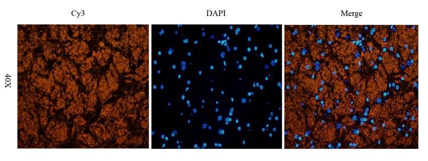 ABCG2 Rabbit Polyclonal Antibody