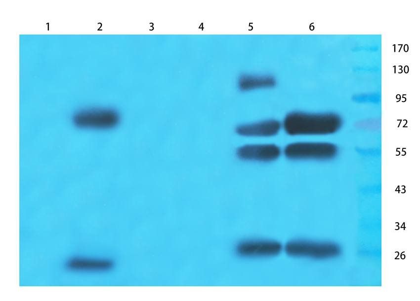 ABCG2 antibody