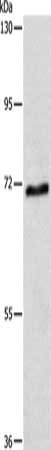 ABCG4 Antibody