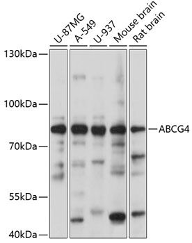 ABCG4 antibody