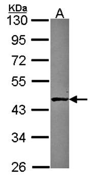 ABH1 antibody