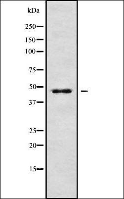 ABHD1 antibody