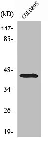 ABHD12 antibody