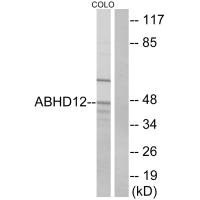 ABHD12 antibody