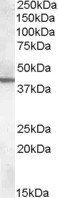 Goat anti-ABHD12 Antibody