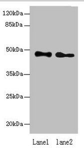 ABHD2 antibody