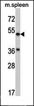 ABHD3 antibody