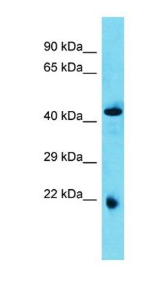 Abhd4 antibody