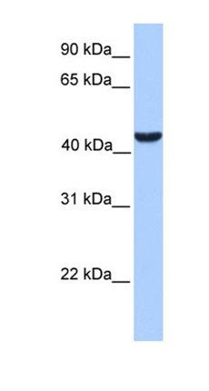 ABHD5 antibody