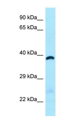 ABHD6 antibody