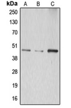 ABHD8 antibody