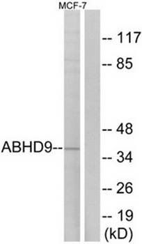 ABHD9 antibody