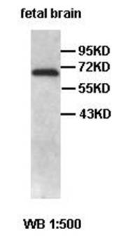 ABI2 antibody