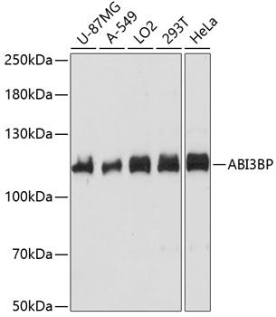 ABI3BP antibody