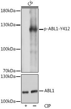 ABL1 (Phospho-Y412) antibody