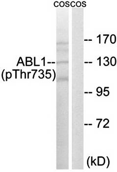 ABL1 (phospho-Thr735) antibody