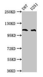 ABL2 antibody