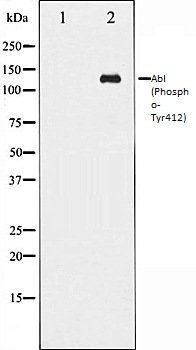 Abl (Phospho-Tyr412) antibody
