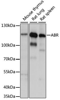 ABR antibody