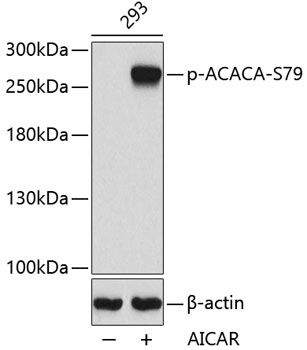 ACACA (Phospho-S79) antibody