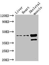 ACAD8 Antibody