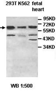 ACAD9 antibody