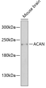 ACAN antibody