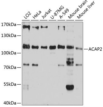 ACAP2 antibody