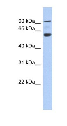 ACAP3 antibody