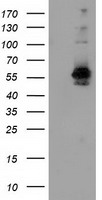 ACAT2 Antibody