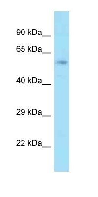 Acbd3 antibody
