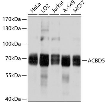 ACBD5 antibody