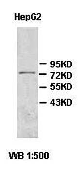 ACCSL antibody