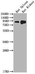 Ace2 antibody