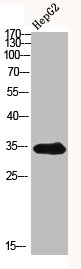 ACER1 antibody