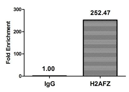 Acetyl-H2AFZ (K11) antibody
