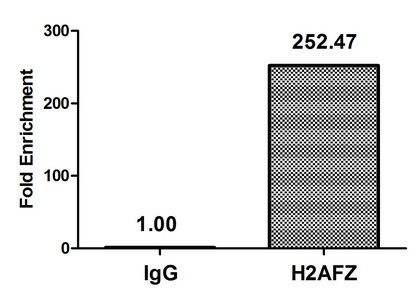 Acetyl-H2AFZ (K11) Antibody