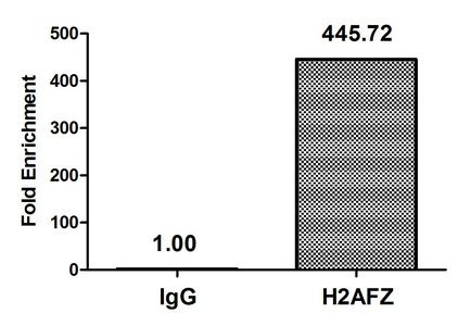 Acetyl-H2AFZ (K4) antibody
