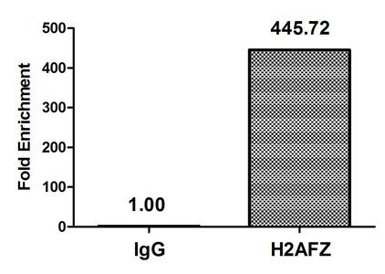 Acetyl-H2AFZ (K4) Antibody
