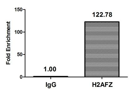 Acetyl-H2AFZ (K7) antibody