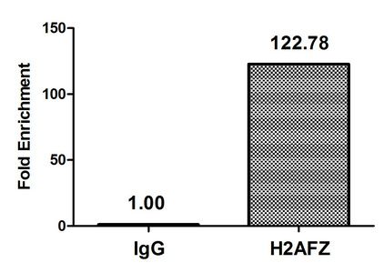 Acetyl-H2AFZ (K7) Antibody