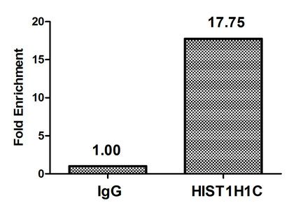 Acetyl-HIST1H1C (K62) antibody