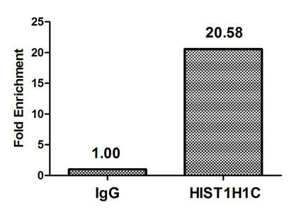 Acetyl-HIST1H1C (K74) antibody