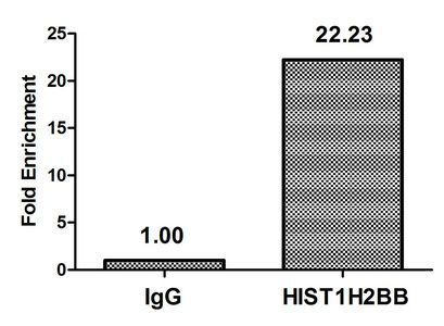 Acetyl-HIST1H2BB (K5) antibody