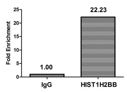 Acetyl-HIST1H2BB (K5) Antibody