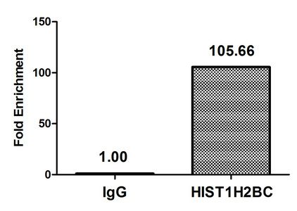 Acetyl-HIST1H2BC (K11) antibody