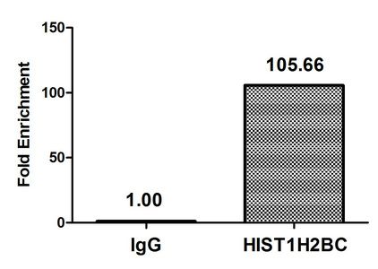Acetyl-HIST1H2BC (K11) Antibody