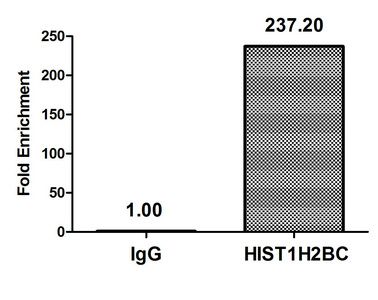 Acetyl-HIST1H2BC (K20) antibody